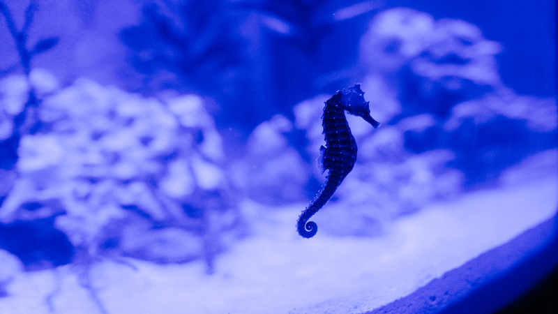 Seahorses twist in the currents. Other live exhibits include eels, plankton and various types of fish.